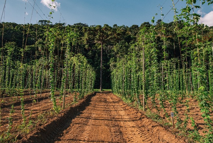 Grupo Petrópolis ganha ouro e bronze na Copa Brasileira de Lúpulo 2026 e impulsiona produção nacional