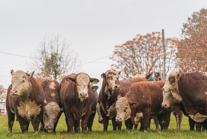 Hereford e Braford avançam em eficiência e sustentabilidade na pecuária brasileira