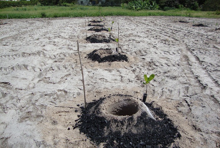 Hidrogel e biochar aumentam eficiência hídrica e produtividade na cajucultura do Semiárido
