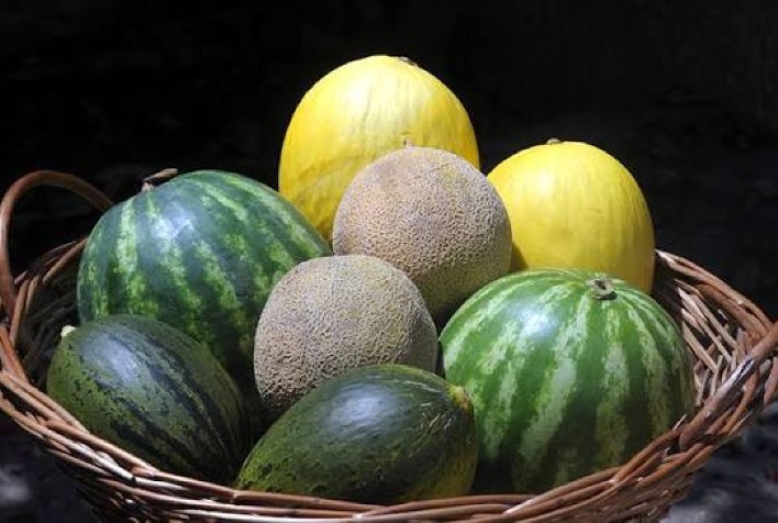 Hortifrúti em Goiás sofre com virose e queda nas exportações de melão em 2026