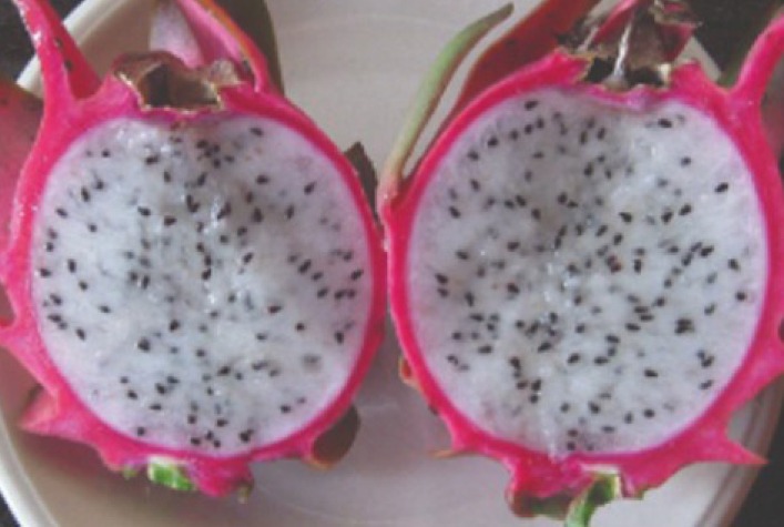 IDR-Paraná lança quatro novas cultivares para fortalecer fruticultura e aumentar renda dos produtores