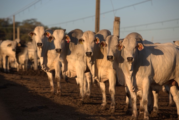 Identificação animal impulsiona rentabilidade e gestão na pecuária moderna