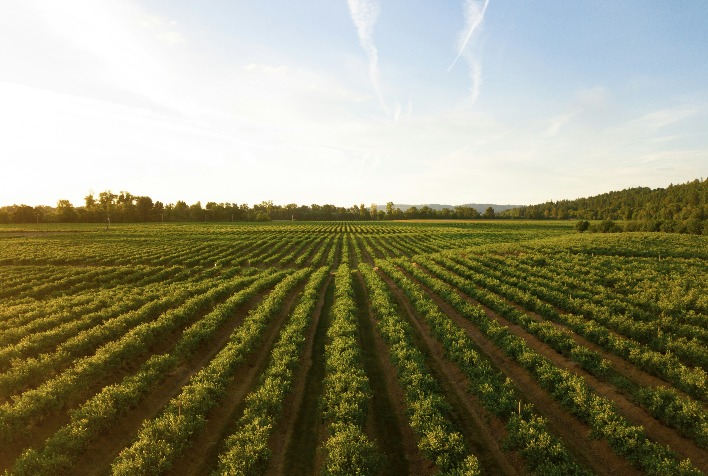 Inadimplência no agronegócio atinge R$ 54 bilhões e preocupa proprietários rurais