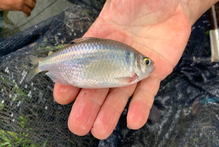 Instituto de Pesca impulsiona lambaricultura e transforma lambari em negócio lucrativo no Brasil