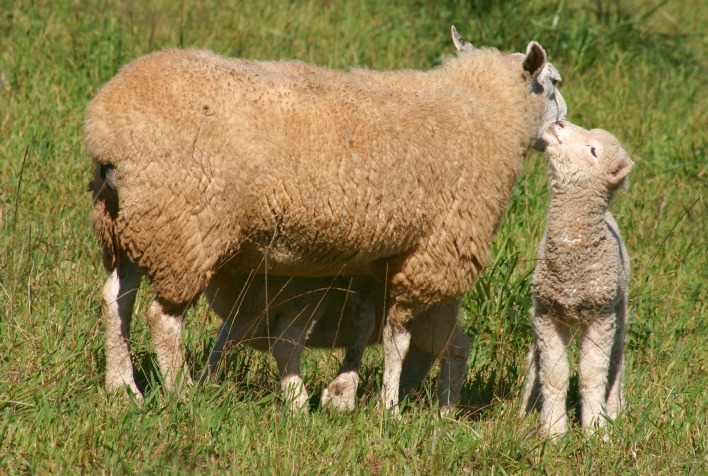 Inverno úmido no Rio Grande do Sul exige cuidados especiais no manejo de cordeiros