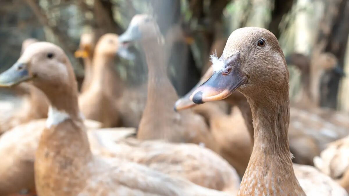 Lei proíbe produção e venda de foie gras e combate maus-tratos a animais