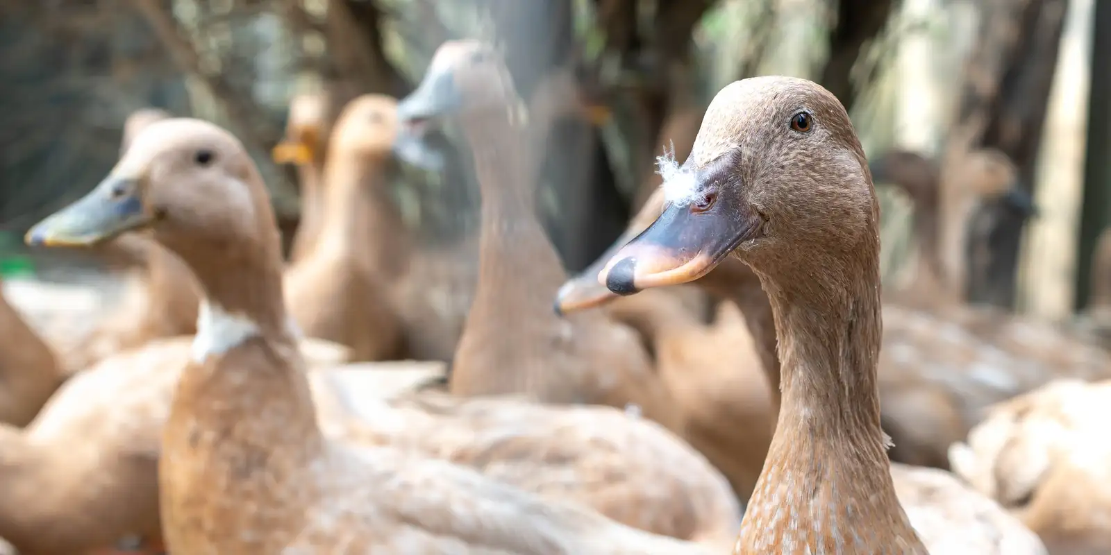 Lei proíbe produção e venda de foie gras e combate maus-tratos a animais