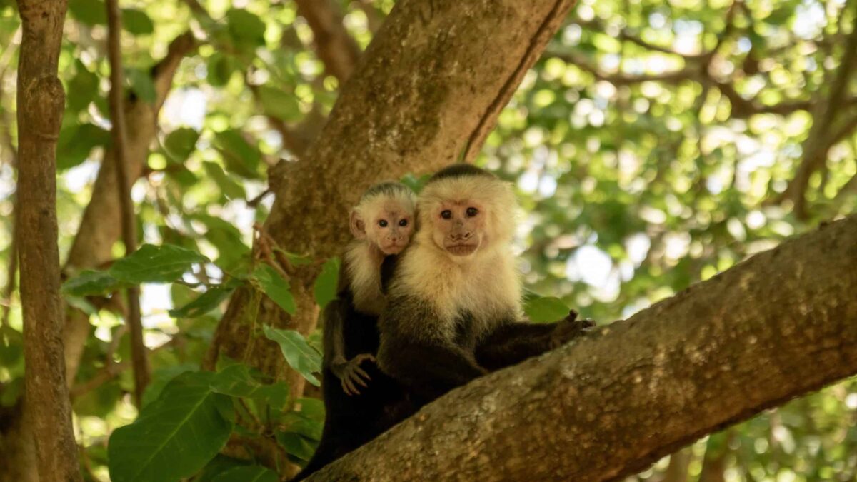 Macacos-prego aprendem com inteligência artificial em floresta da Costa Rica