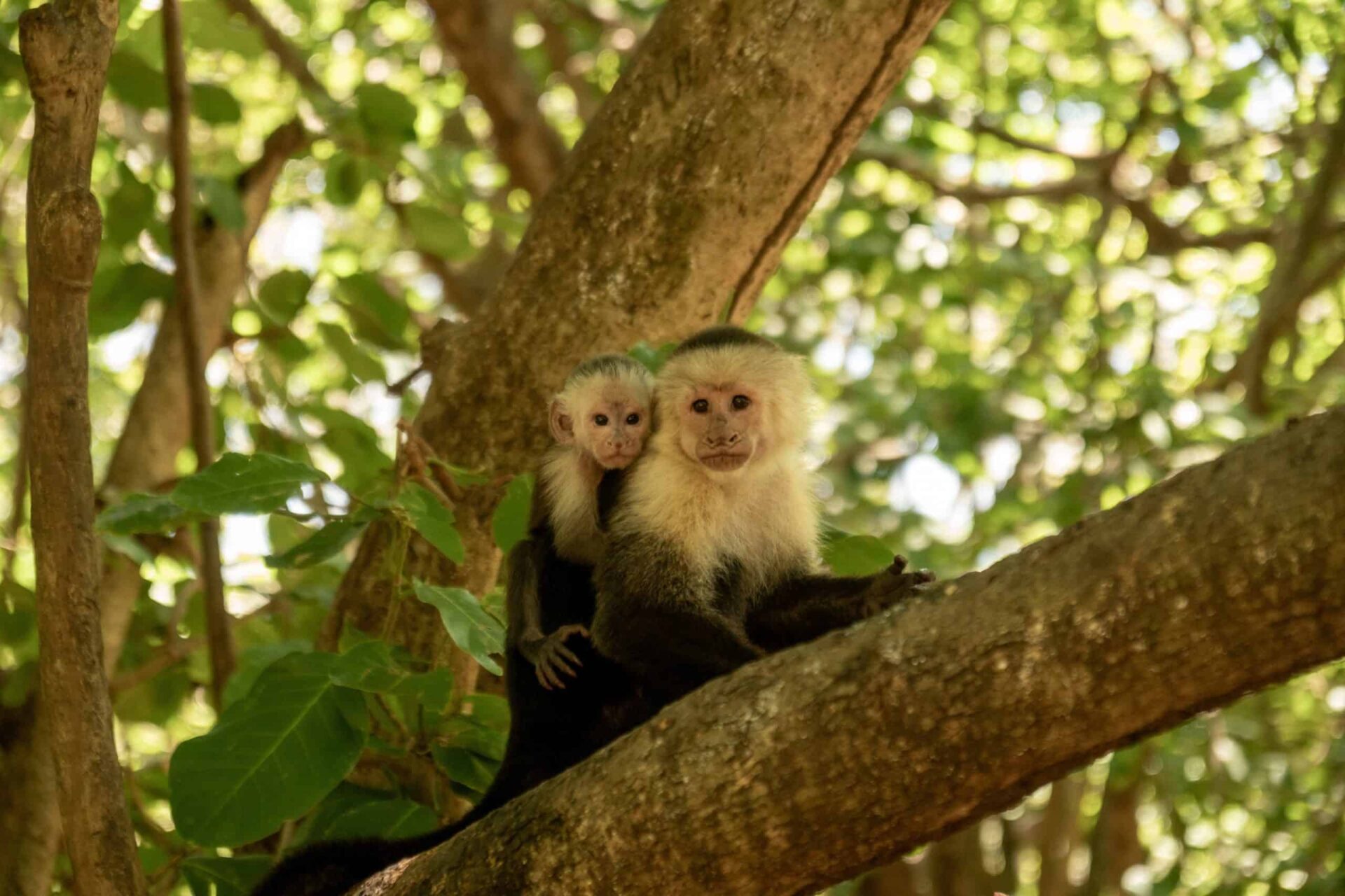 Macacos-prego aprendem com inteligência artificial em floresta da Costa Rica