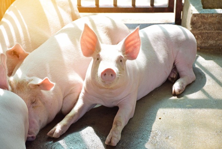 Manejo alimentar de suínos na fase de crescimento é chave para rentabilidade da granja