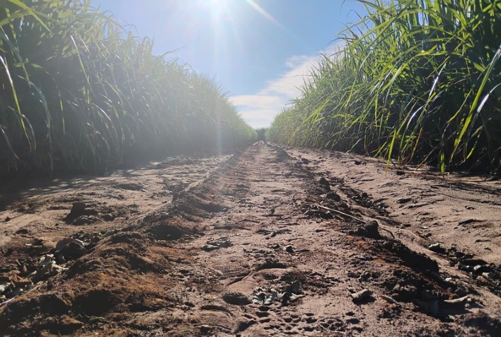 Manejo antecipado da cana-de-açúcar se torna essencial para enfrentar seca no Brasil