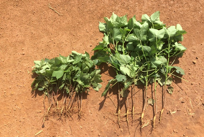 Manejo complementar contra nematoides no algodão pode gerar até R$ 1,8 mil por hectare em MT