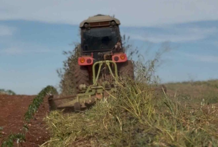 Manejo de plantas de cobertura na entressafra potencializa produtividade agrícola