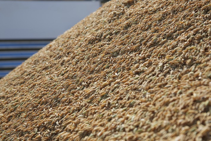 Mercado de arroz brasileiro inicia recuperação, mas estoques elevados ainda limitam preços
