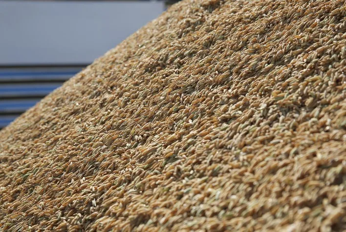 Mercado de arroz brasileiro inicia recuperação, mas estoques elevados ainda limitam preços