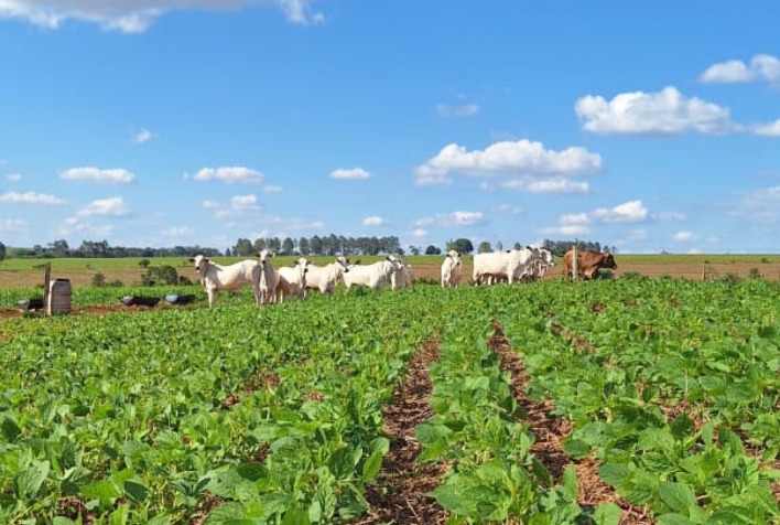 Mercado de carbono no agro avança e impulsiona busca por inventários ambientais