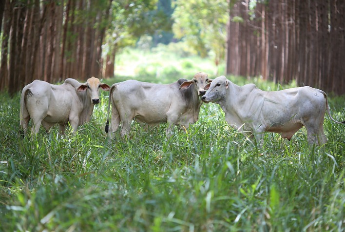Mercado de carbono no agronegócio pode movimentar R$ 1 trilhão e gerar 3 milhões de empregos