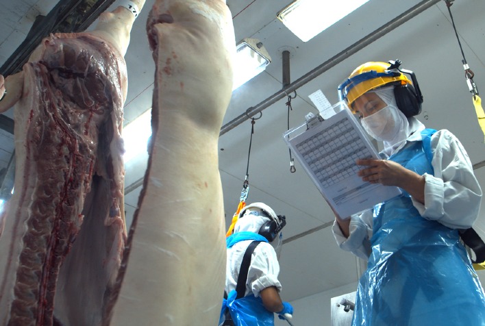 Mercado de carne suína no Brasil: preços estáveis e exportações em alta em julho
