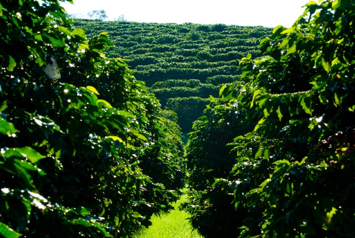 Mercado de defensivos para café atinge R$ 3,3 bilhões na safra 2025/26