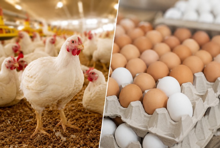 Mercado de frango e ovos inicia julho com demanda fraca e preços em queda