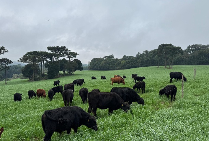 Mercado de terneiros em Santa Catarina fecha temporada com média acima de R$ 16/kg