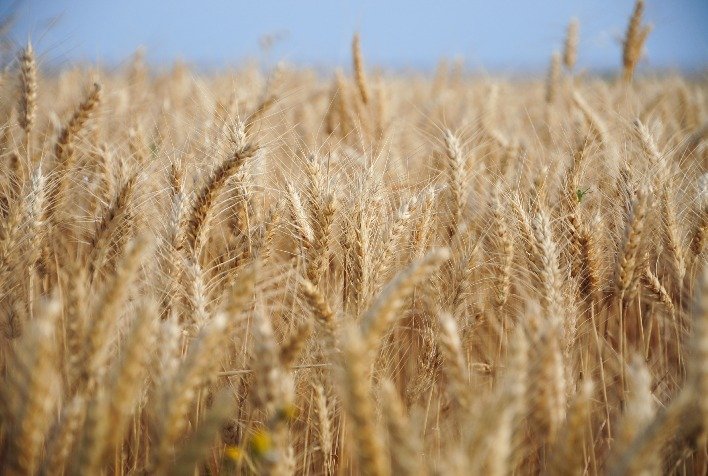 Mercado de trigo no Brasil enfrenta pressão enquanto clima preocupa produtores do Sul