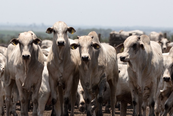 Mercado do boi gordo enfrenta impasse e preços recuam em diversas regiões do Brasil
