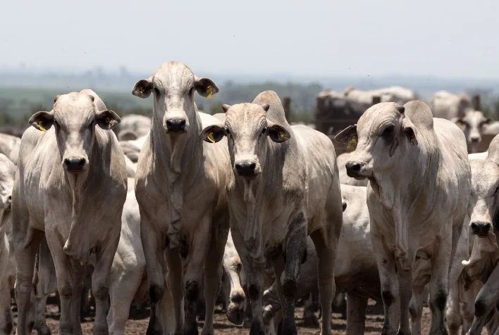 Mercado do boi gordo enfrenta impasse e preços recuam em diversas regiões do Brasil