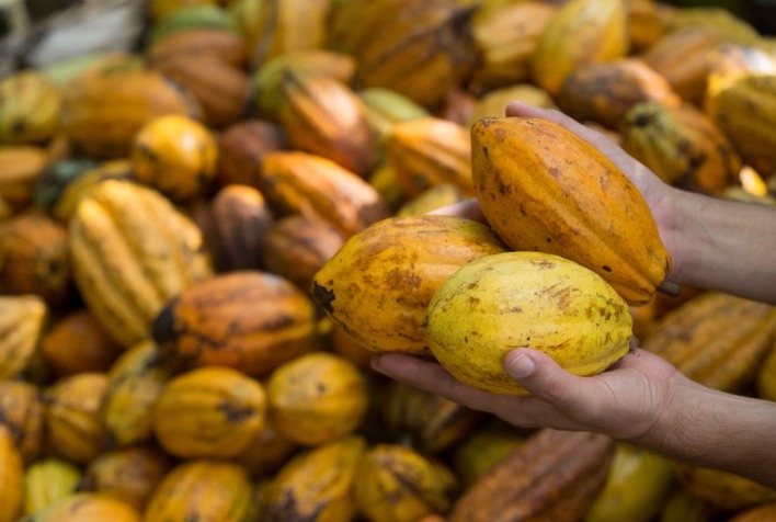 Mercado do cacau registra correção após alta de 25% em junho, mas riscos persistem