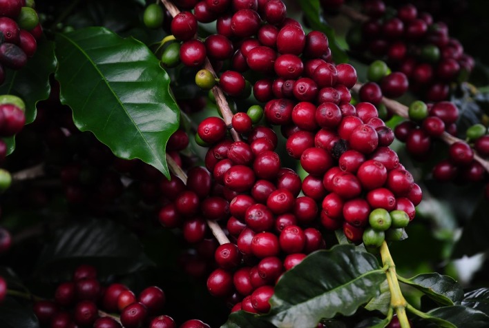 Mercado do café em compasso de espera com recuo nas bolsas e colheita avançando no Brasil