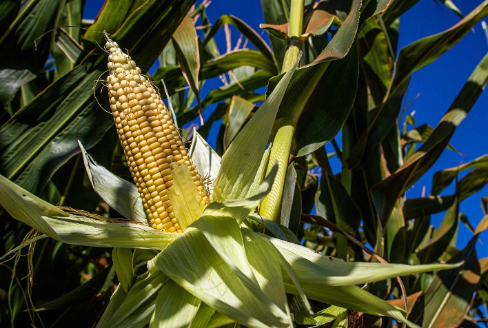 Milho avança em Chicago com dados do USDA, mas mercado brasileiro segue lento