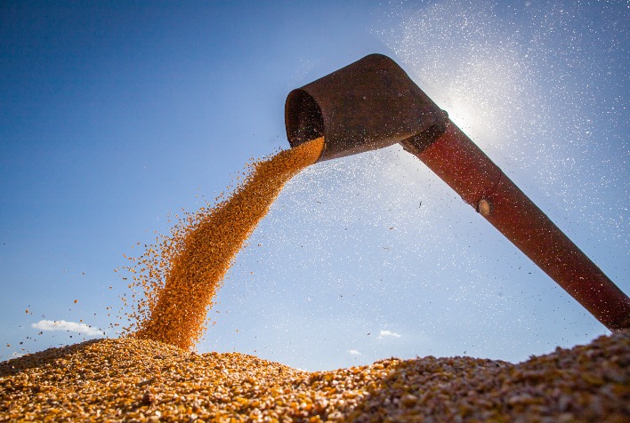 Milho tem alta de 2,42% em julho no Brasil com menor oferta e clima nos EUA