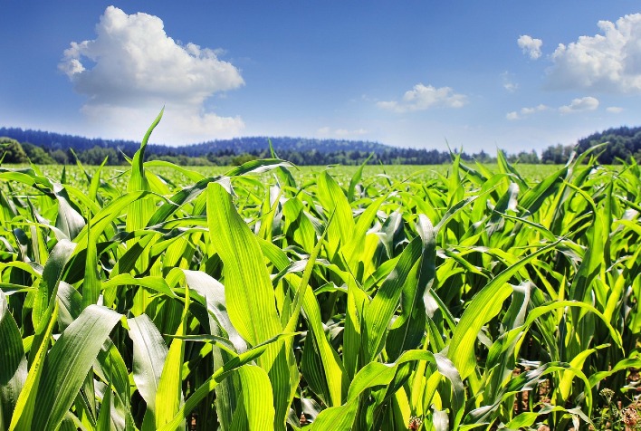 Ministério da Agricultura atualiza Zarc do milho para a safra 2026/27 com novas regras climáticas e de plantio