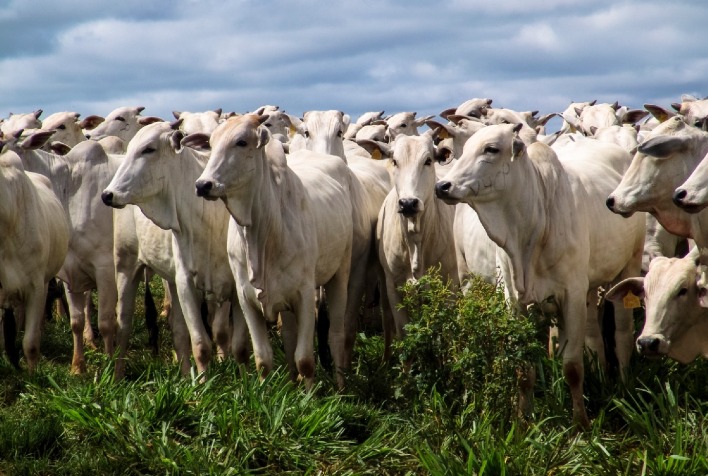 Modernização da pecuária: contenção bovina reduz estresse e aumenta produtividade