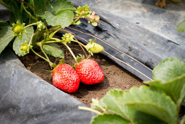 Mudanças climáticas elevam uso de irrigação por gotejamento na horticultura brasileira