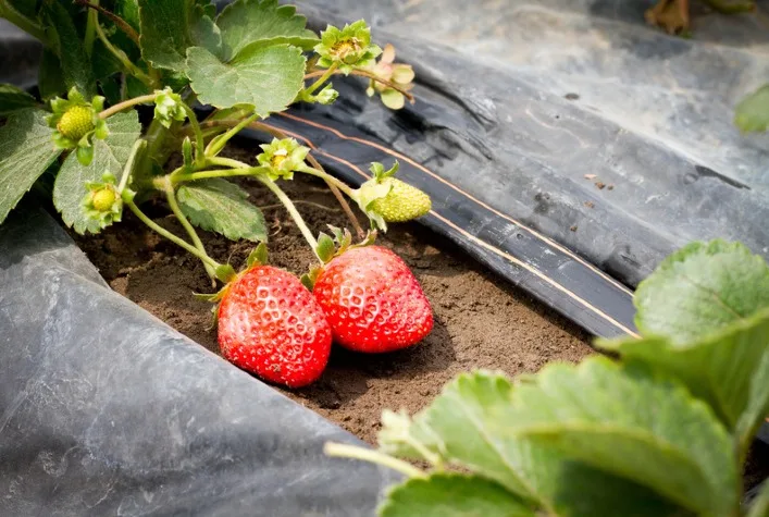 Mudanças climáticas elevam uso de irrigação por gotejamento na horticultura brasileira