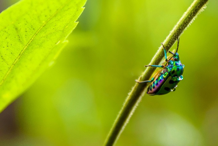 Nanossensores inovadores detectam pesticidas na água e melhoram monitoramento ambiental