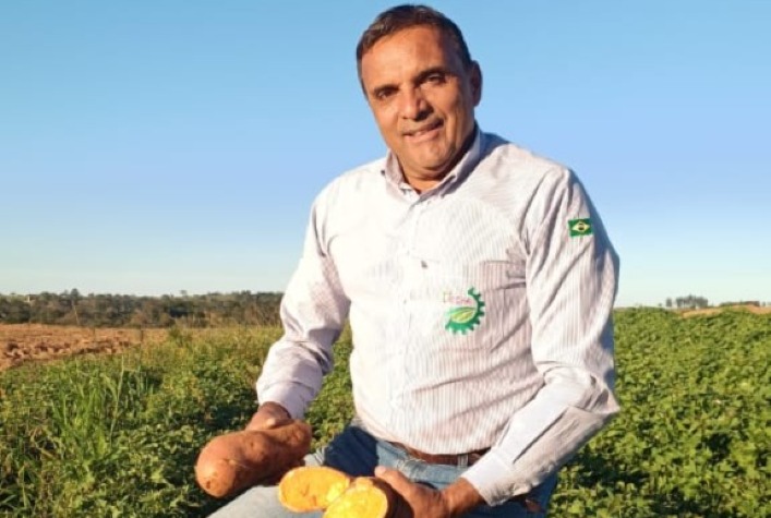 Nova batata-doce biofortificada do IAC aumenta produtividade e valor nutricional em SP