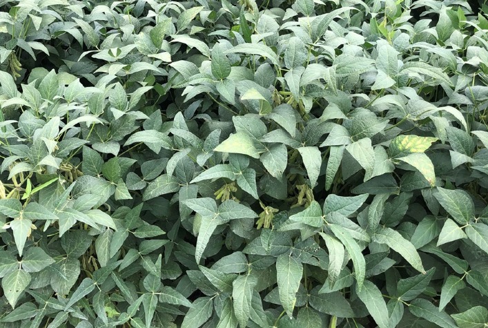 Nova mistura de clomazone e flumioxazin promete controlar plantas daninhas resistentes na soja