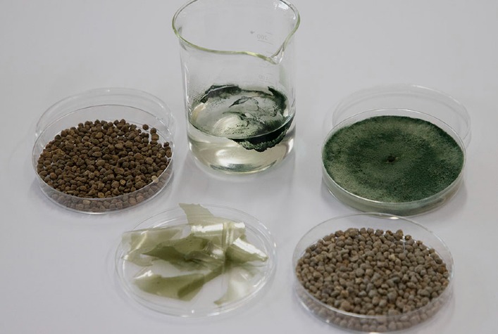 Novo fertilizante biodegradável protege fungo benéfico e pode revolucionar bioinsumos no Brasil