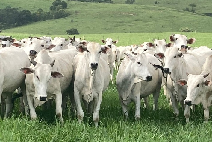 Pecuária brasileira triplica produção de carne e reduz área de pastagens em 35 anos
