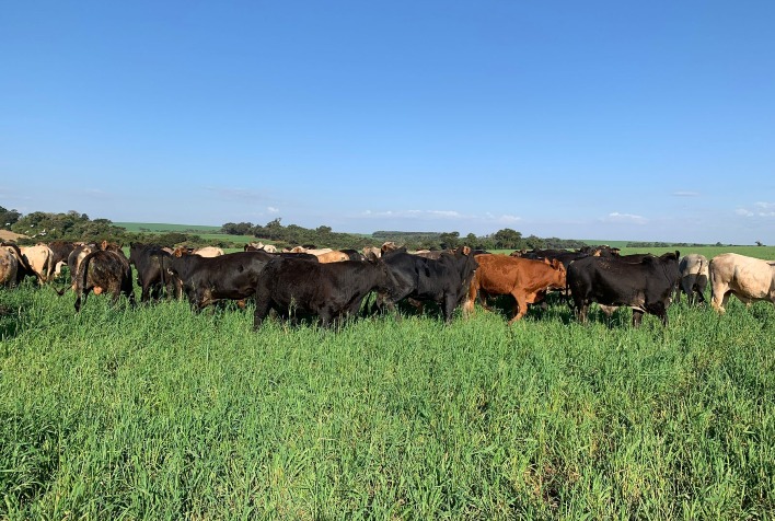 Pecuária de corte: indicadores econômicos são essenciais para garantir lucro no campo