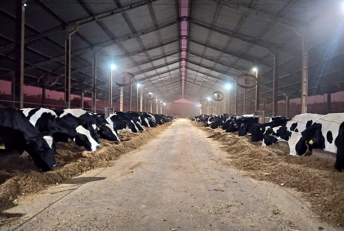 Pecuária leiteira no Brasil luta por rentabilidade diante de custos altos e clima instável