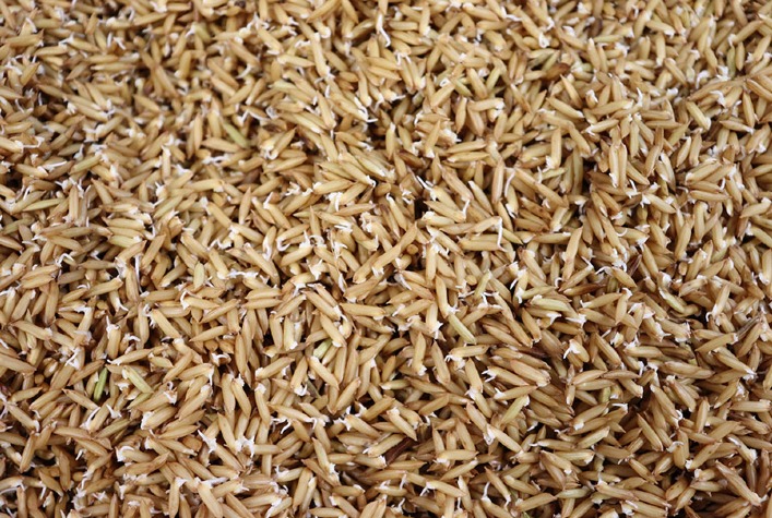 Pesquisa revela que arroz germinado é mais nutritivo e acelera o cozimento