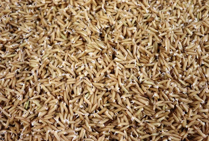 Pesquisa revela que arroz germinado é mais nutritivo e acelera o cozimento