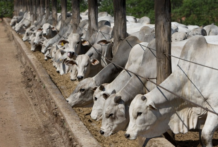 Phibro esclarece que não há proibição de antimicrobianos na produção animal no Brasil