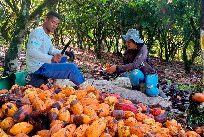 Plano Safra eleva produtividade de cacau na Bahia em mais de 60% para agricultores familiares
