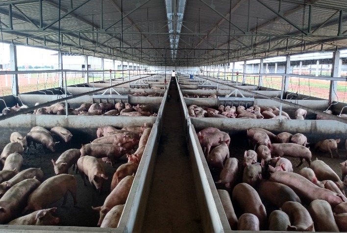 Poder de compra do suinocultor paulista cai em julho com alta dos insumos, aponta Cepea