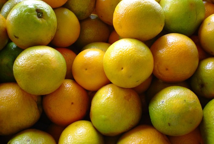 Preço da laranja cai em São Paulo com aumento da oferta, enquanto tahiti se valoriza