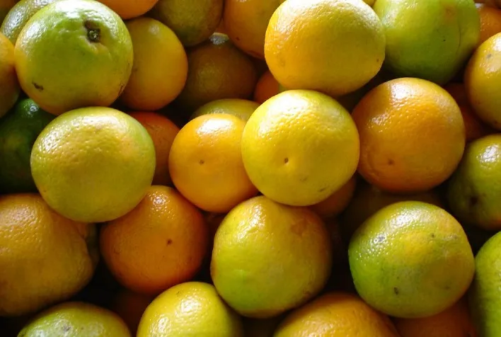 Preço da laranja cai em São Paulo com aumento da oferta, enquanto tahiti se valoriza